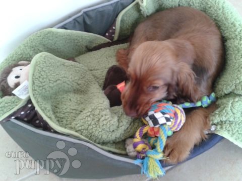 Lexi (aka Duchess) - Cocker Spaniel Inglés, Referencias de Euro Puppy desde Qatar