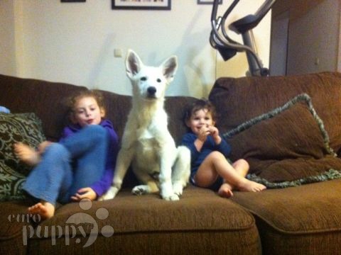 Jupiter - White Swiss Shepherd Dog, Euro Puppy review from Germany