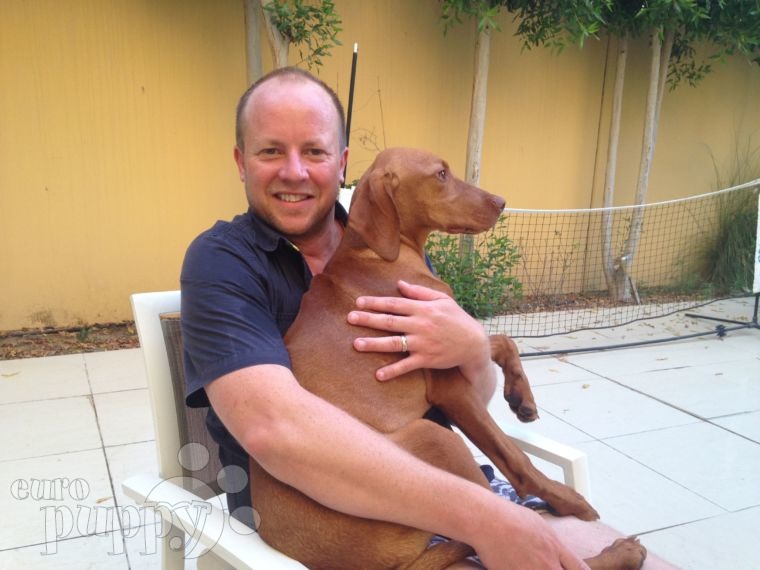 Hunter - Vizsla, Euro Puppy review from United Arab Emirates