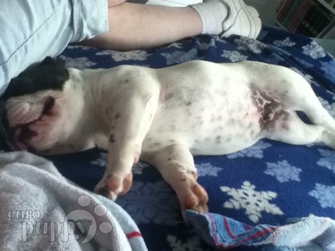 Jinx - Bulldog Francés, Referencias de Euro Puppy desde United States