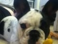 Jinx - Französische Bulldogge, Euro Puppy Referenzen aus United States