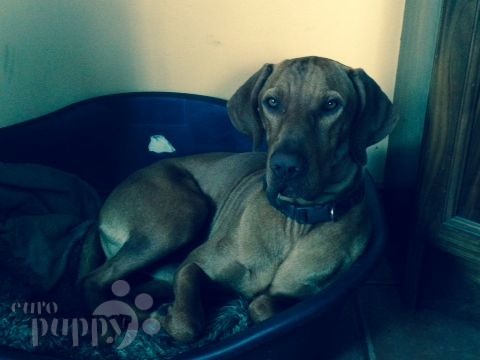 Puskas - Vizsla, Euro Puppy review from Ireland