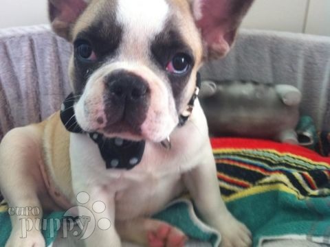 Felix - French Bulldog, Euro Puppy review from Switzerland