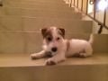 Rosco (aka Bandit) - Jack-Russell-Terrier, Euro Puppy Referenzen aus Bahrain