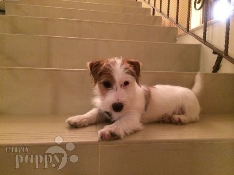 Rosco (aka Bandit) - Jack-Russell-Terrier, Euro Puppy Referenzen aus Bahrain