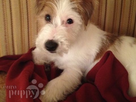 Rosco (aka Bandit) - Jack Russell Terrier, Euro Puppy review from Bahrain