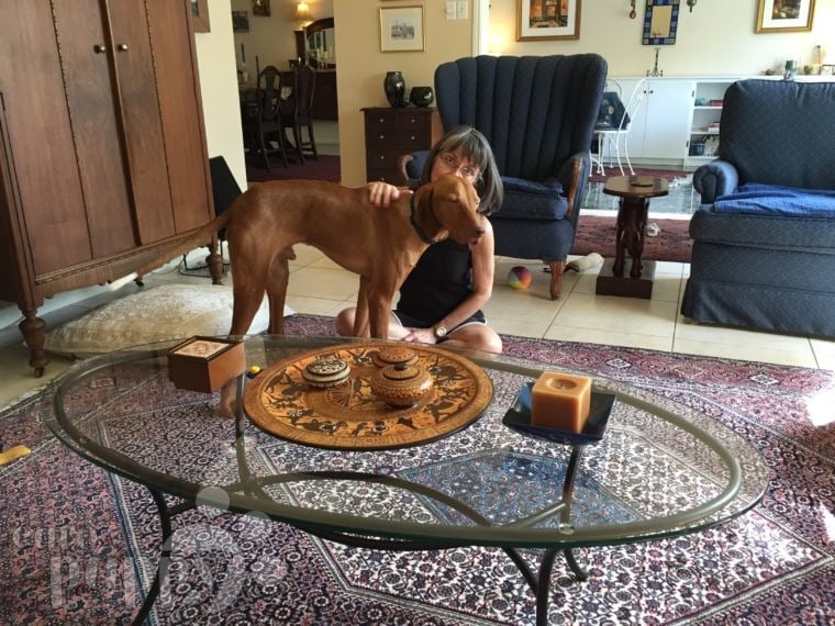 Riley - Vizsla, Euro Puppy Referenzen aus Saudi Arabia