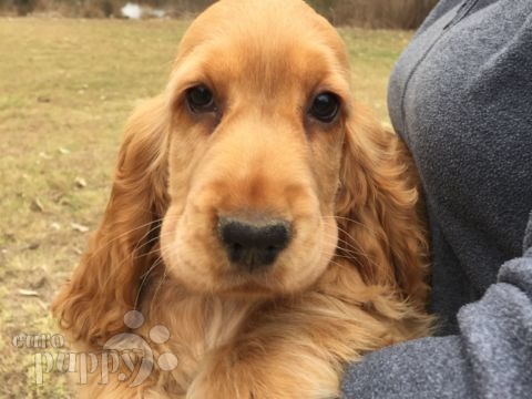 Beckham - Englischer Cocker Spaniel, Euro Puppy Referenzen aus Australia