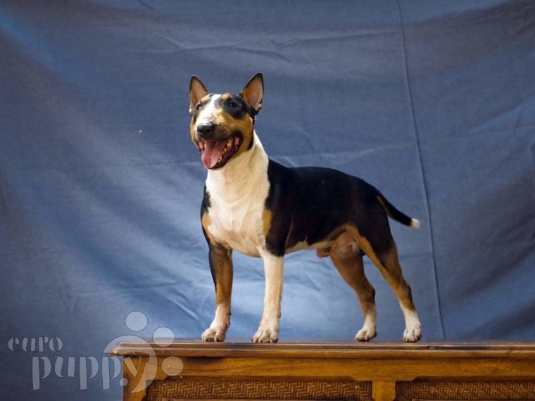 Duke - Miniature Bullterrier, Euro Puppy review from Guatemala