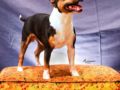 Duke - Bull Terrier Miniatura, Euro Puppy review from Guatemala