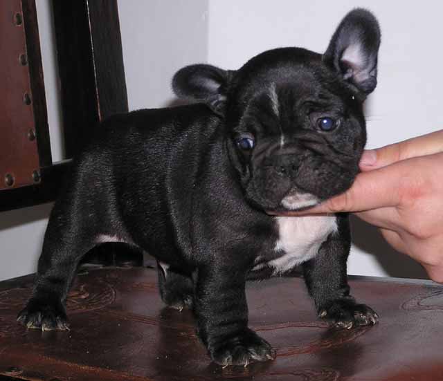 Emil - Bulldog Francés, Euro Puppy review from United States