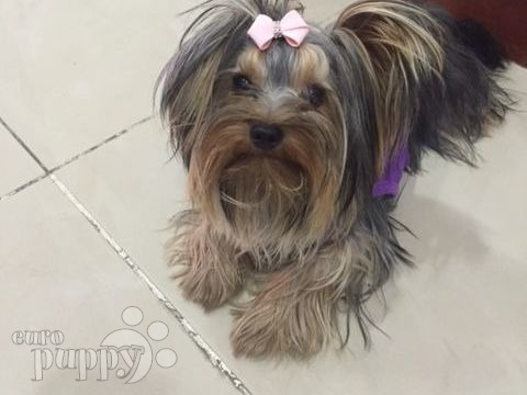 Bella - Yorkshire Terrier, Referencias de Euro Puppy desde Qatar