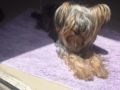 Bella - Yorkshire Terrier, Euro Puppy Referenzen aus Qatar
