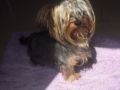 Bella - Yorkshire Terrier, Euro Puppy review from Qatar