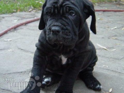 Dolce - Neapolitan Mastiff, Euro Puppy review from United States