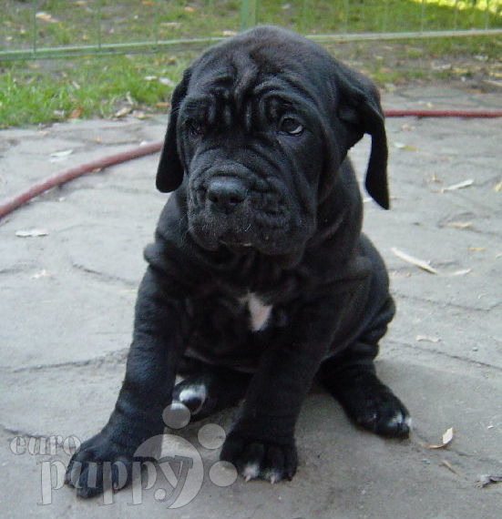 Dolce - Mastino Neapolitano, Euro Puppy review from United States