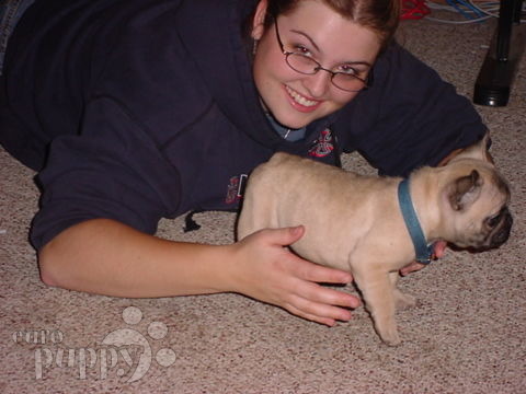Kia - French Bulldog, Euro Puppy review from United States