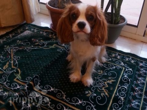 Olivia - Cavalier King Charles Spaniel, Euro Puppy Referenzen aus Saudi Arabia