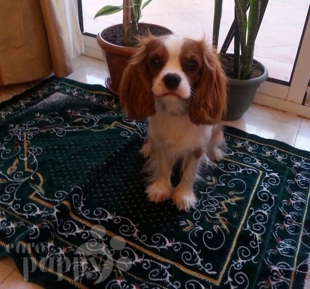 Olivia - Cavalier King Charles, Euro Puppy review from Saudi Arabia