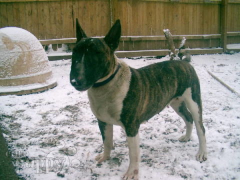 Wild Rose - Bull Terrier, Euro Puppy review from United States