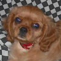 Roxy - Cavalier King Charles Spaniel, Euro Puppy review from United States