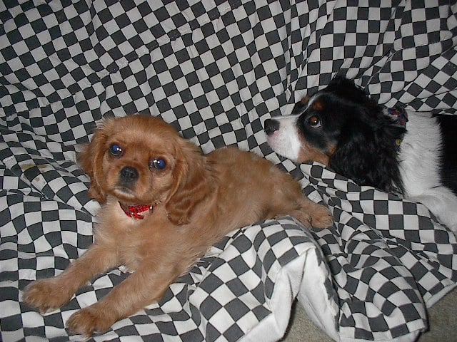 Roxy - Cavalier King Charles Spaniel, Euro Puppy review from United States
