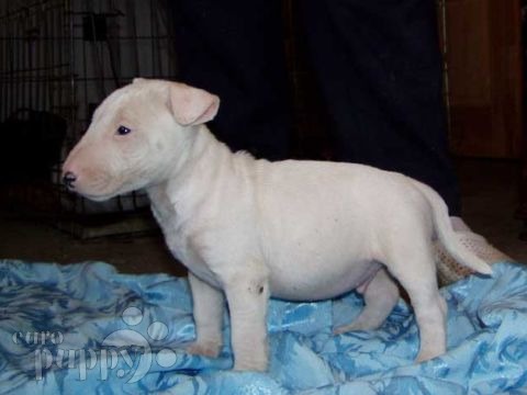 Dongo - Bullterrier, Euro Puppy Referenzen aus United States