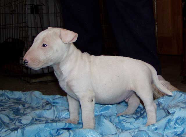 Dongo - Bullterrier, Euro Puppy Referenzen aus United States