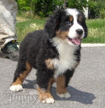 Hanna - Bernese Mountain Dog, Euro Puppy review from United States