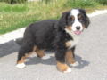 Hanna - Bernese Mountain Dog, Euro Puppy review from United States