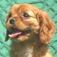 Phoebe - Cavalier King Charles Spaniel, Euro Puppy Referenzen aus United States
