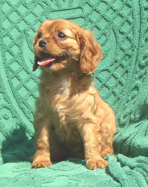 Phoebe - Cavalier King Charles Spaniel, Euro Puppy Referenzen aus United States