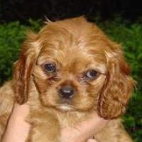 Sir Nevis - Cavalier King Charles Spaniel, Euro Puppy Referenzen aus United States