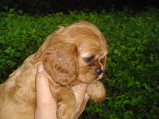 Sir Nevis - Cavalier King Charles Spaniel, Euro Puppy review from United States