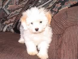 Sadie - Coton de Tulear, Euro Puppy review from United States