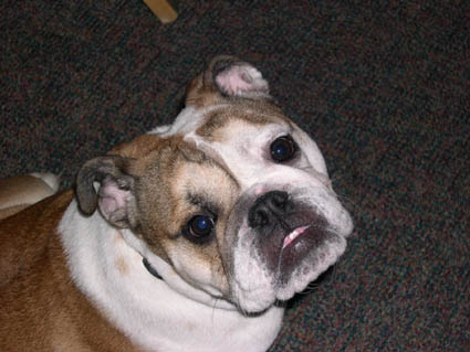 Bella - Bulldog, Euro Puppy review from United States