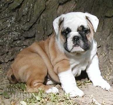 Chloe - Bulldogge, Euro Puppy review from United States