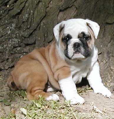 Chloe - Bulldog, Euro Puppy review from United States