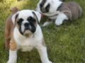 Chloe - Bulldogge, Euro Puppy review from United States