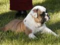 Chloe - Bulldogge, Euro Puppy Referenzen aus United States