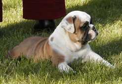 Chloe - Bulldog, Euro Puppy review from United States