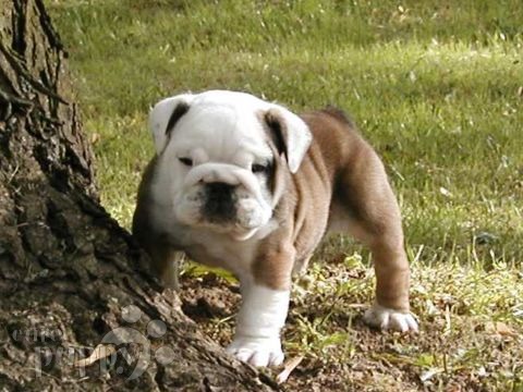 Leo - Bulldogge, Euro Puppy Referenzen aus United States