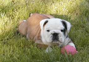 Leo - Bulldog, Euro Puppy review from United States