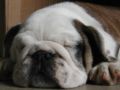Leo - Bulldogge, Euro Puppy review from United States