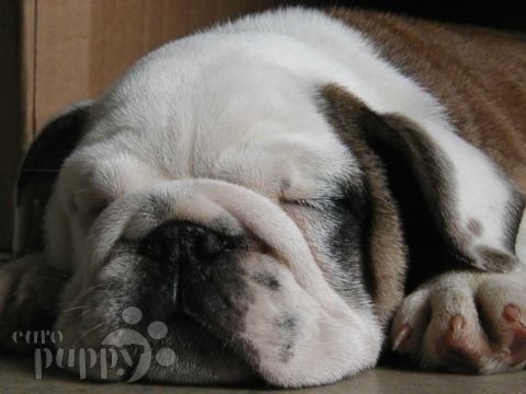 Leo - Bulldogge, Euro Puppy review from United States