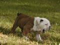 Leo - Bulldog, Euro Puppy review from United States