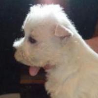 Pepsi - West Highland White Terrier, Euro Puppy Referenzen aus United States