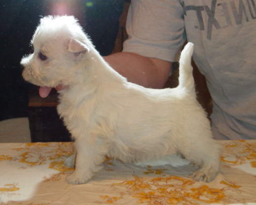 Pepsi - West Highland White Terrier, Euro Puppy review from United States