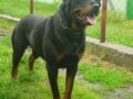 Astra - Rottweiler, Euro Puppy review from United States