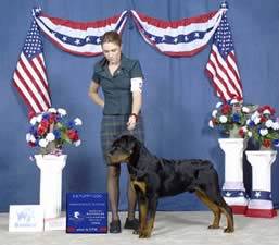 Astra - Rottweiler, Euro Puppy Referenzen aus United States